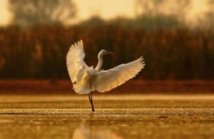 egret on water