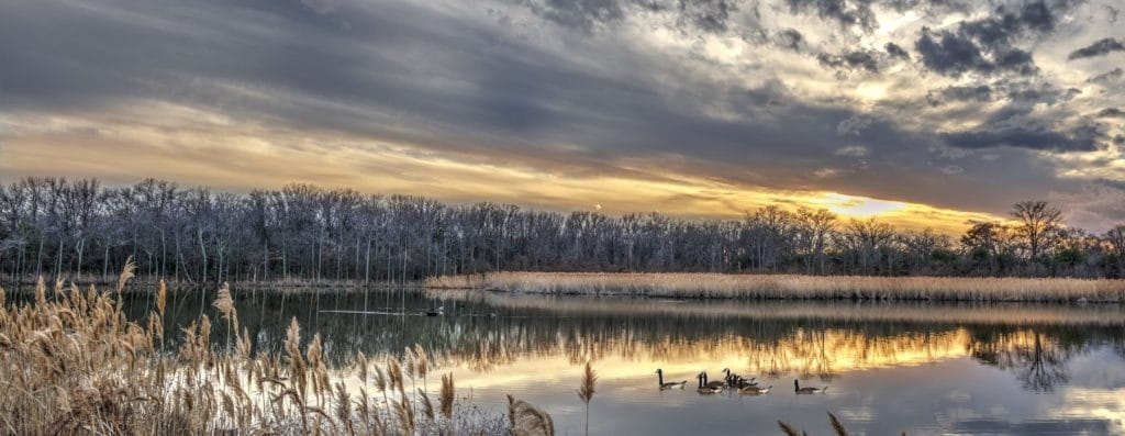 Canada Geese swimming in a Chesapeake Bay pond in Winter at sunset