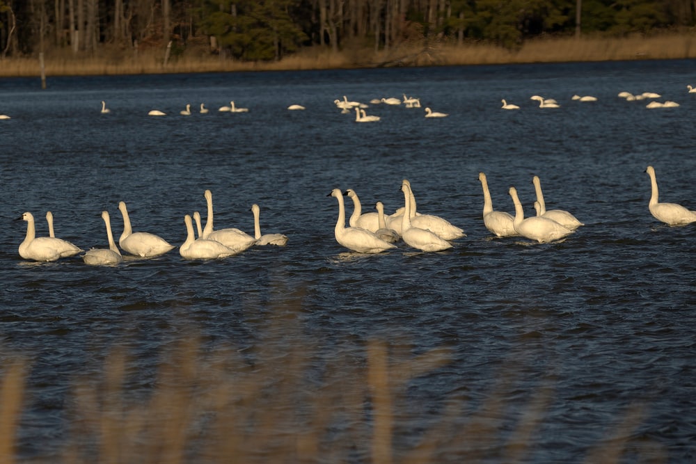 Tundra swans on the Eastern Shore in winter, one of the best places to stay in Maryland